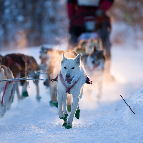 Dog sledding through the Arctic wilderness
